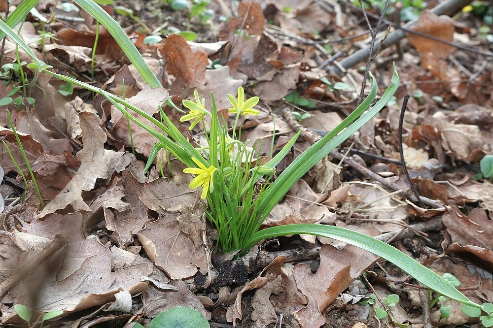 Wald-Goldstern