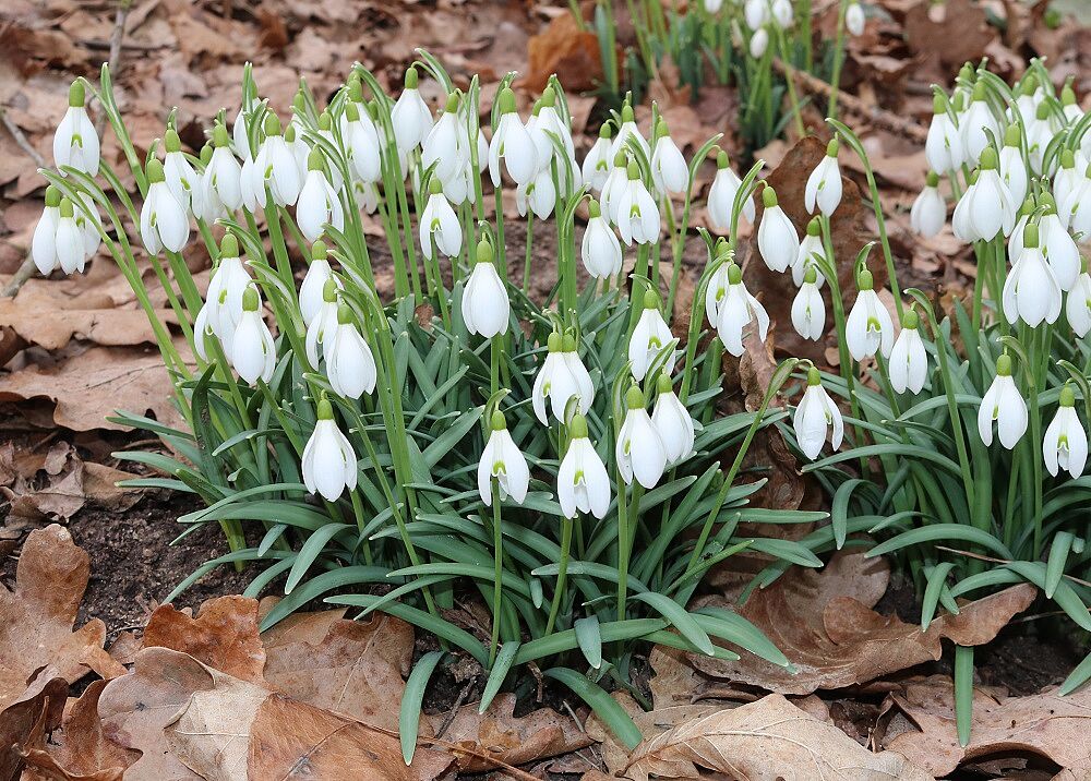Kleines Schneeglöckchen
