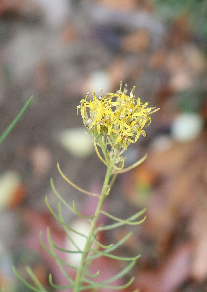 Gold-Steppenaster