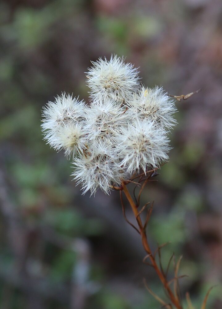 Gold-Steppenaster