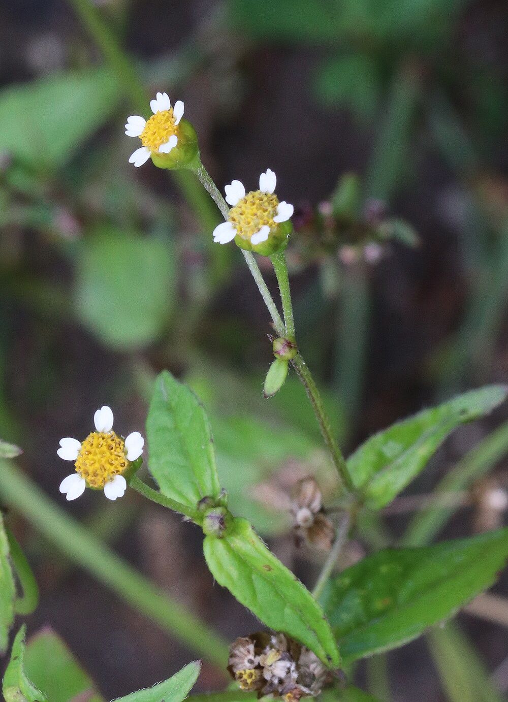 Kleinblütiges Knopfkraut