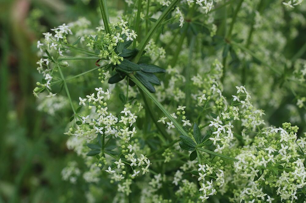 Weißes Wiesenlabkraut