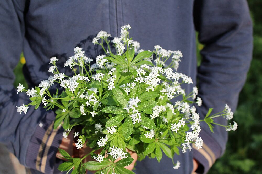 Waldmeister