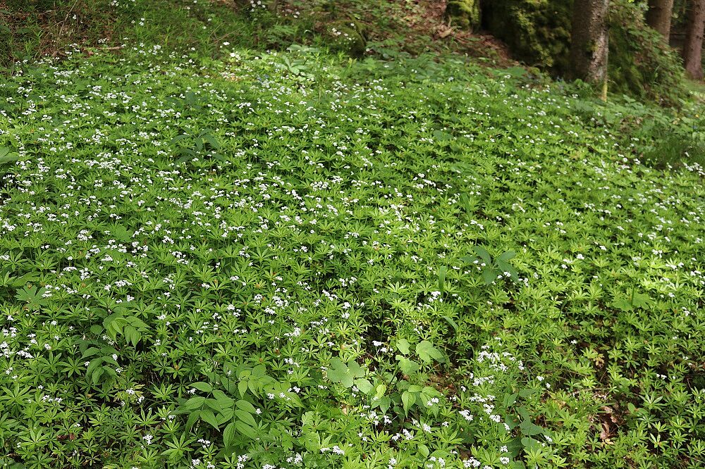 Waldmeister
