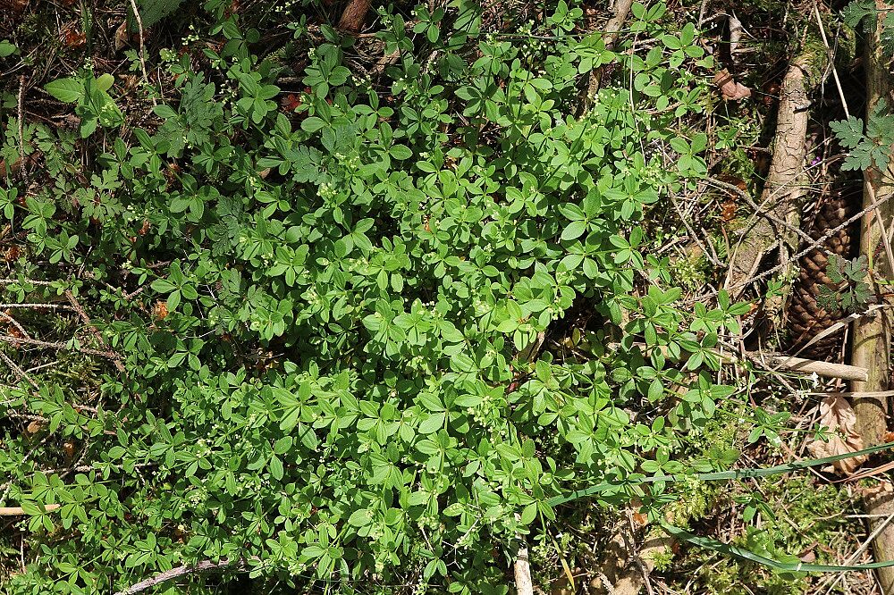 Rundblättriges Labkraut (Habitus)