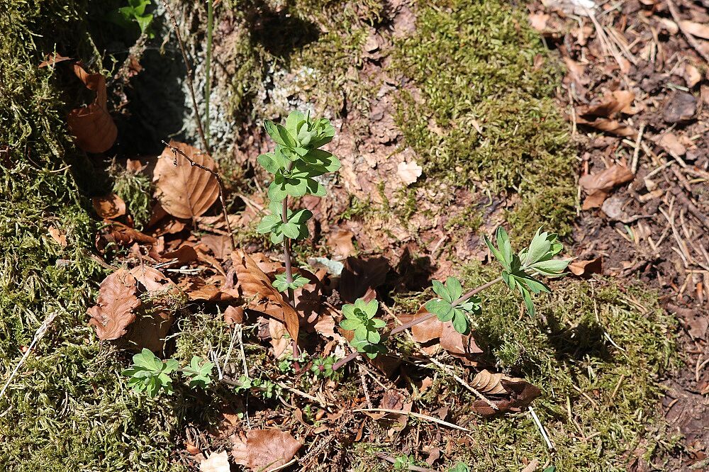 Gewöhnliches Wald-Labkraut