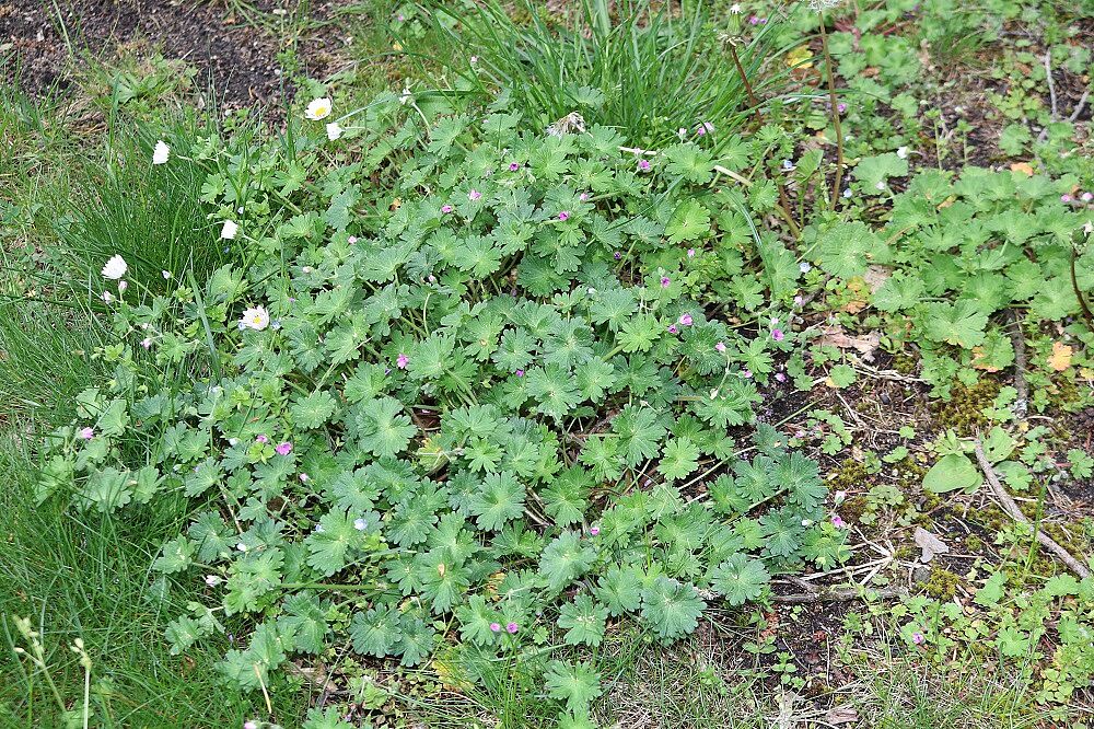 Weicher Storchschnabel