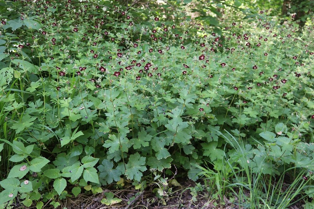 Brauner Storchschnabel