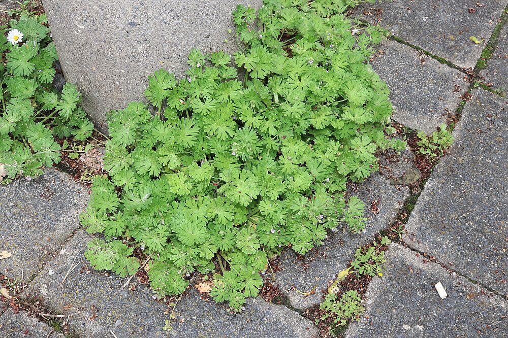 Kleiner Storchschnabel