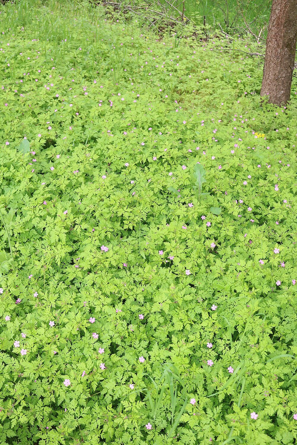 Stinkender Storchschnabel (Bestand)