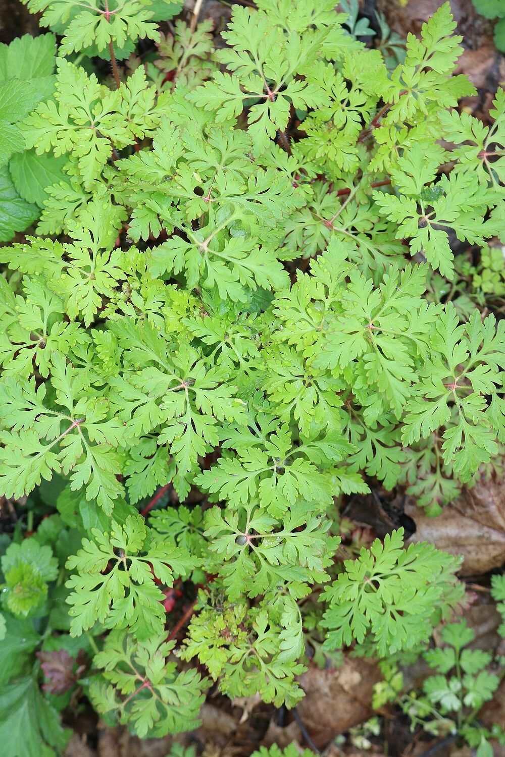Stinkender Storchschnabel