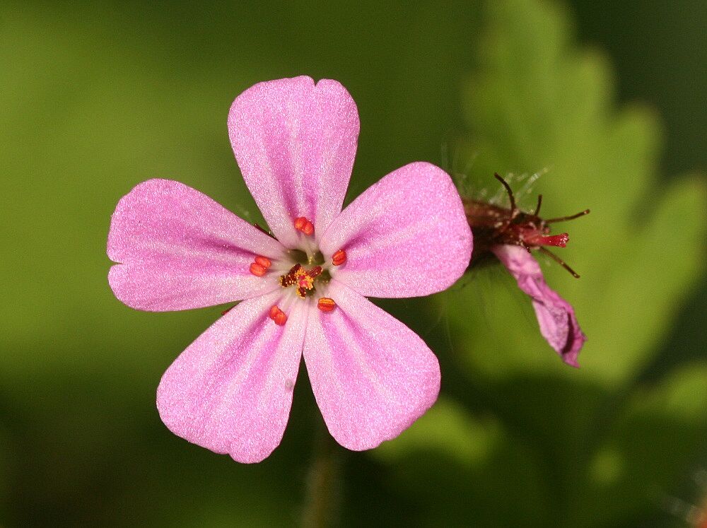 Stinkender Storchschnabel