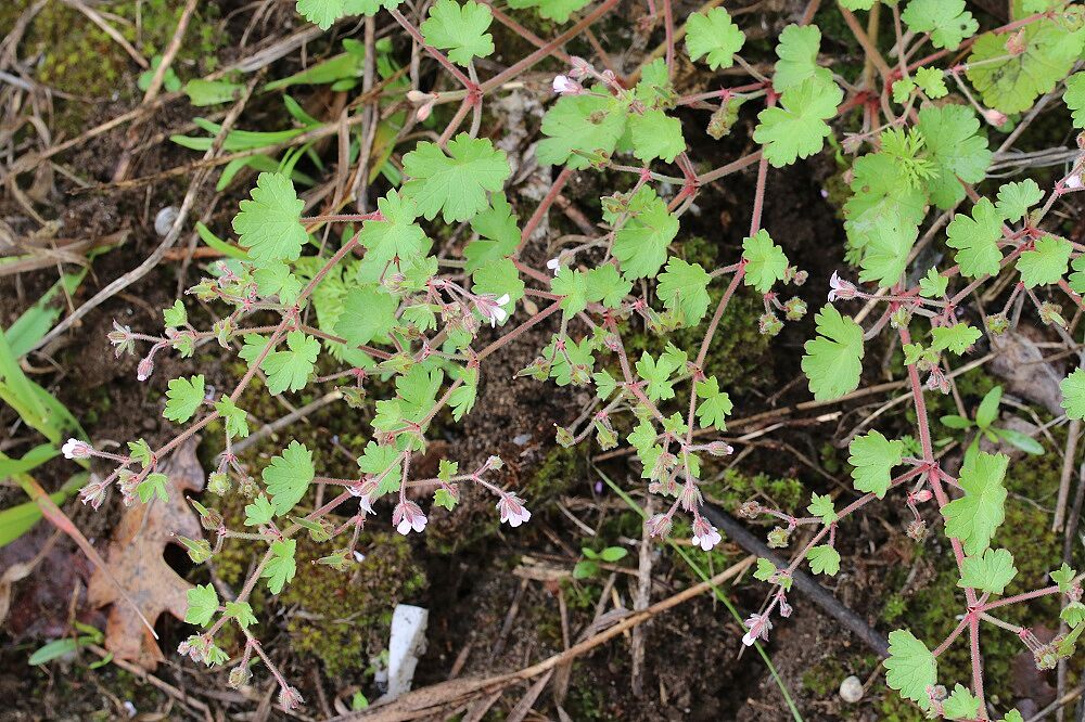 Rundblättriger Storchschnabel