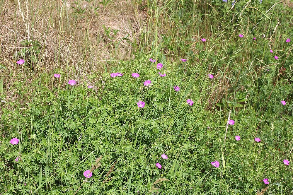 Blutroter Storchschnabel