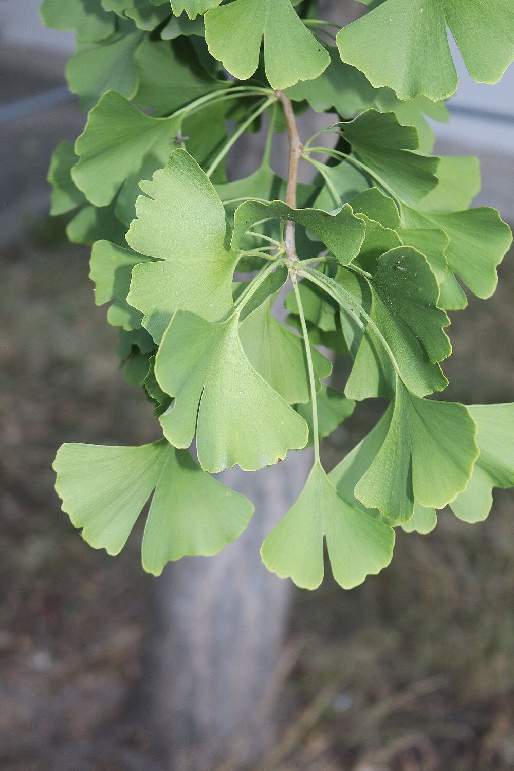 Ginkgo