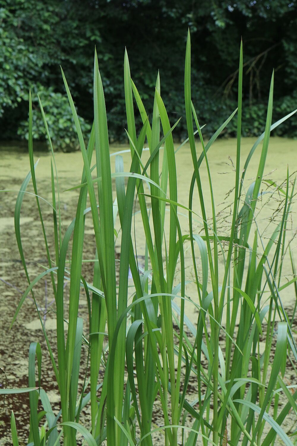 Wasserschwaden