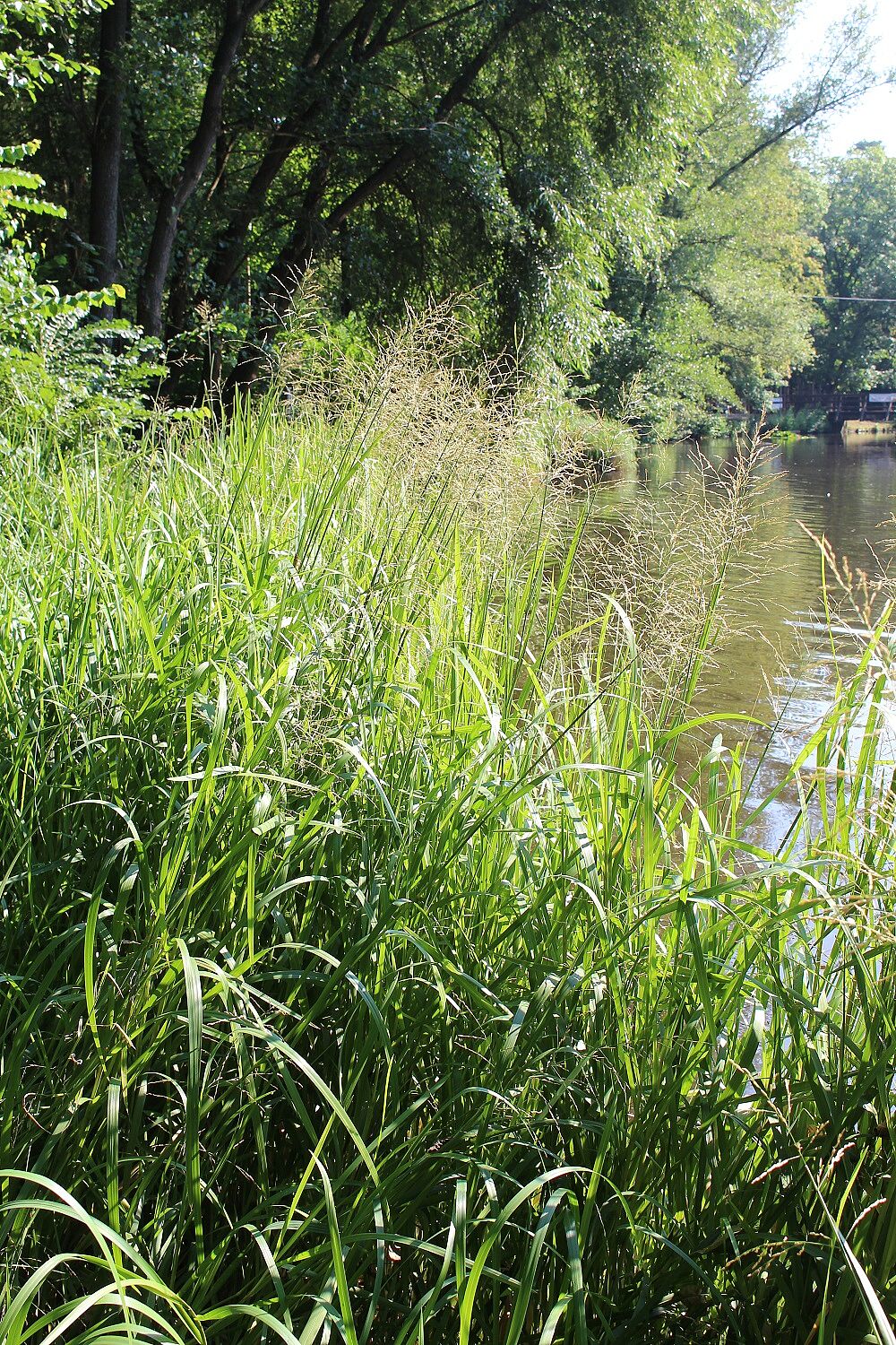 Wasserschwaden