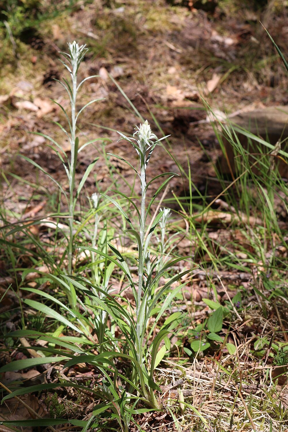 Wald-Ruhrkraut