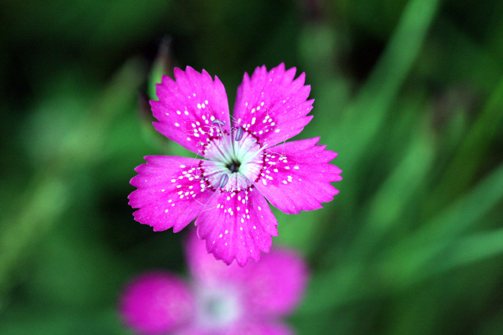 Heidenelke (Dianthus deltoides)