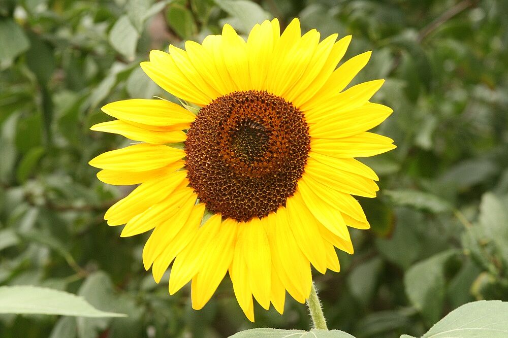 Gewöhnliche Sonnenblume