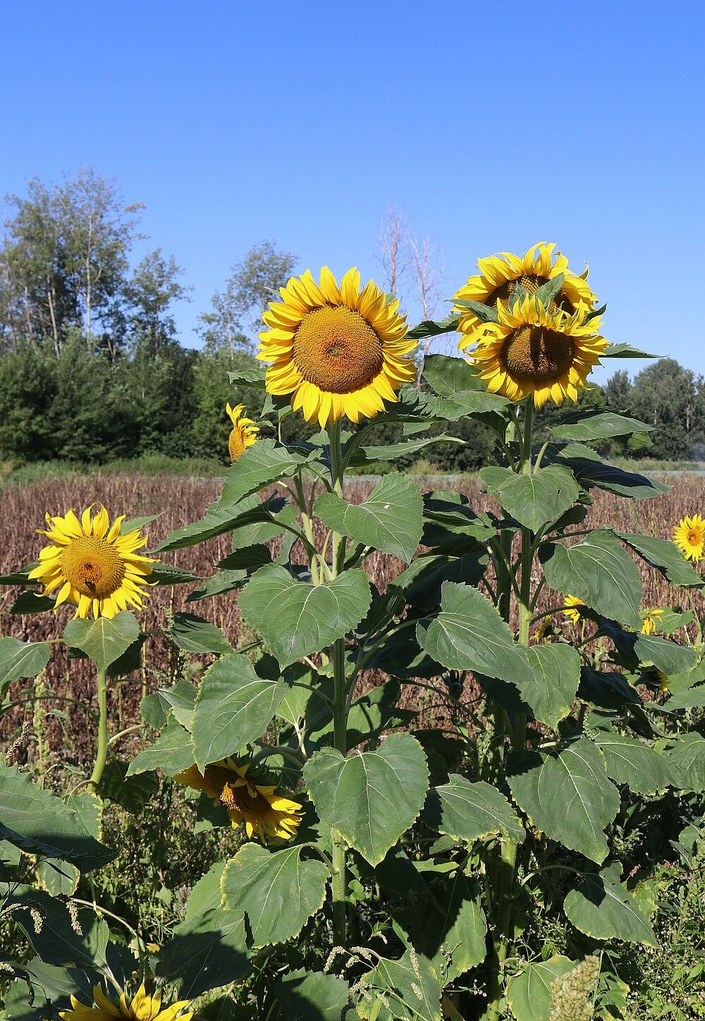 Gewöhnliche Sonnenblume