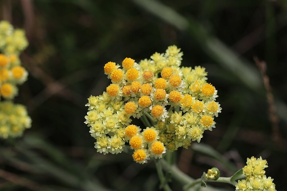 Sandstrohblume