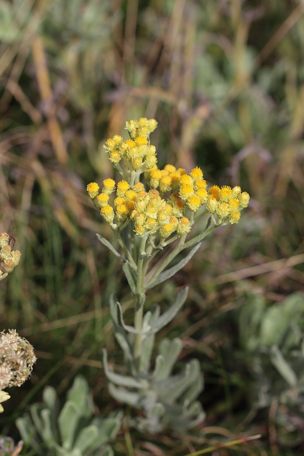 Sandstrohblume