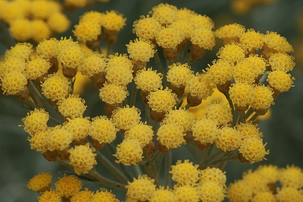 Italienische Strohblume