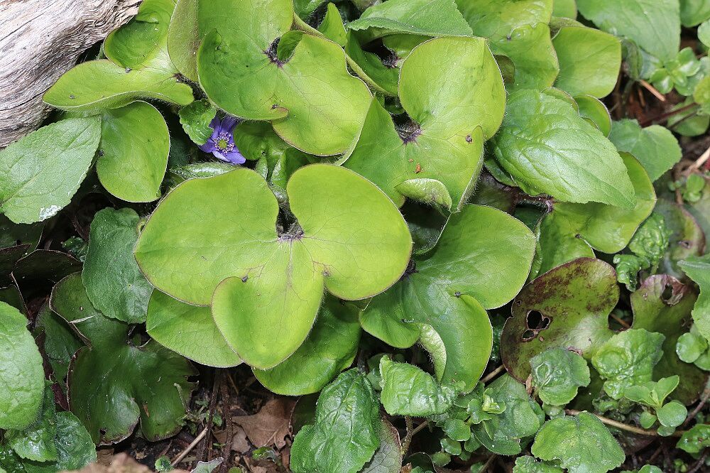 Leberblümchen