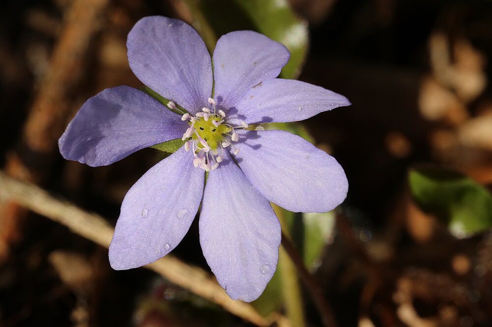 Leberblümchen
