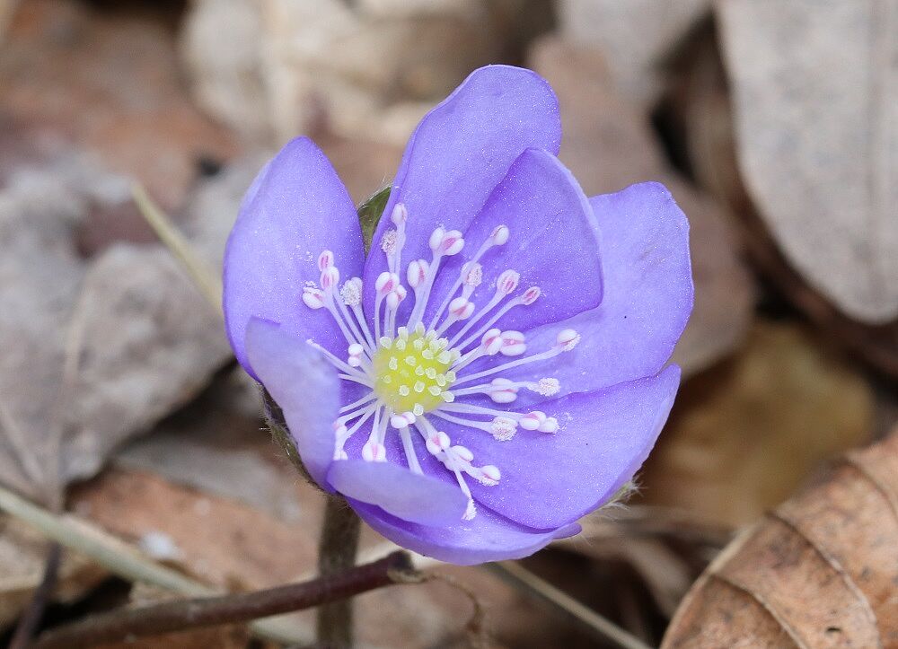 Leberblümchen