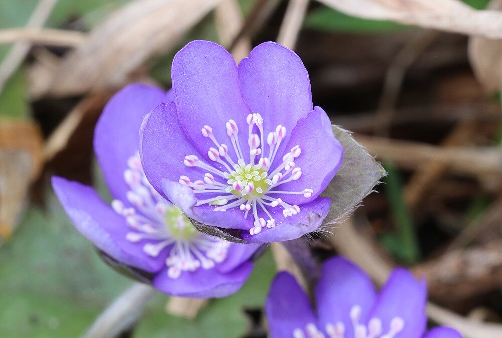 Leberblümchen