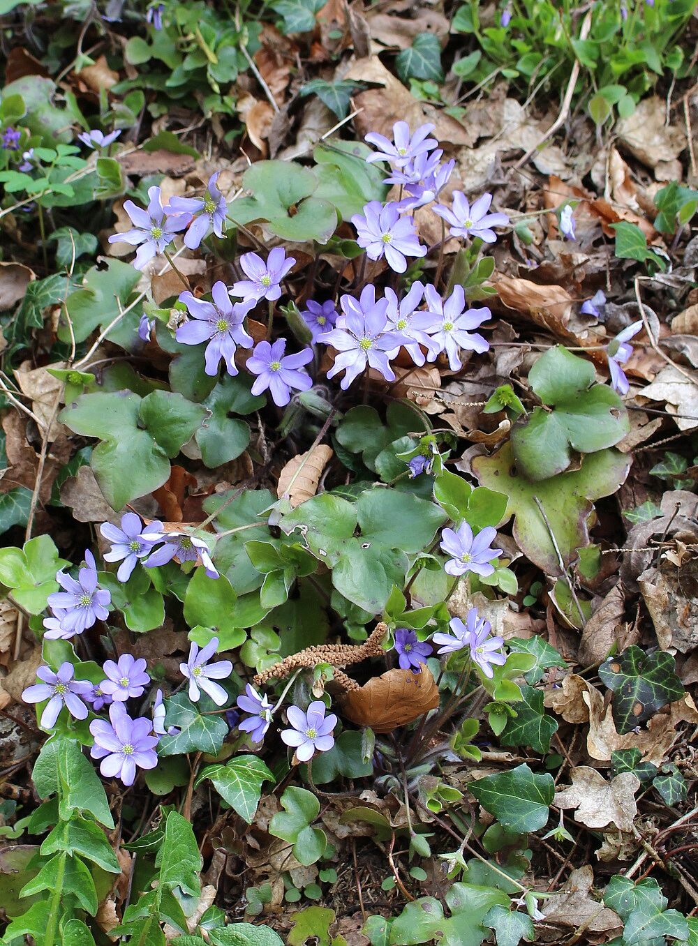 Leberblümchen