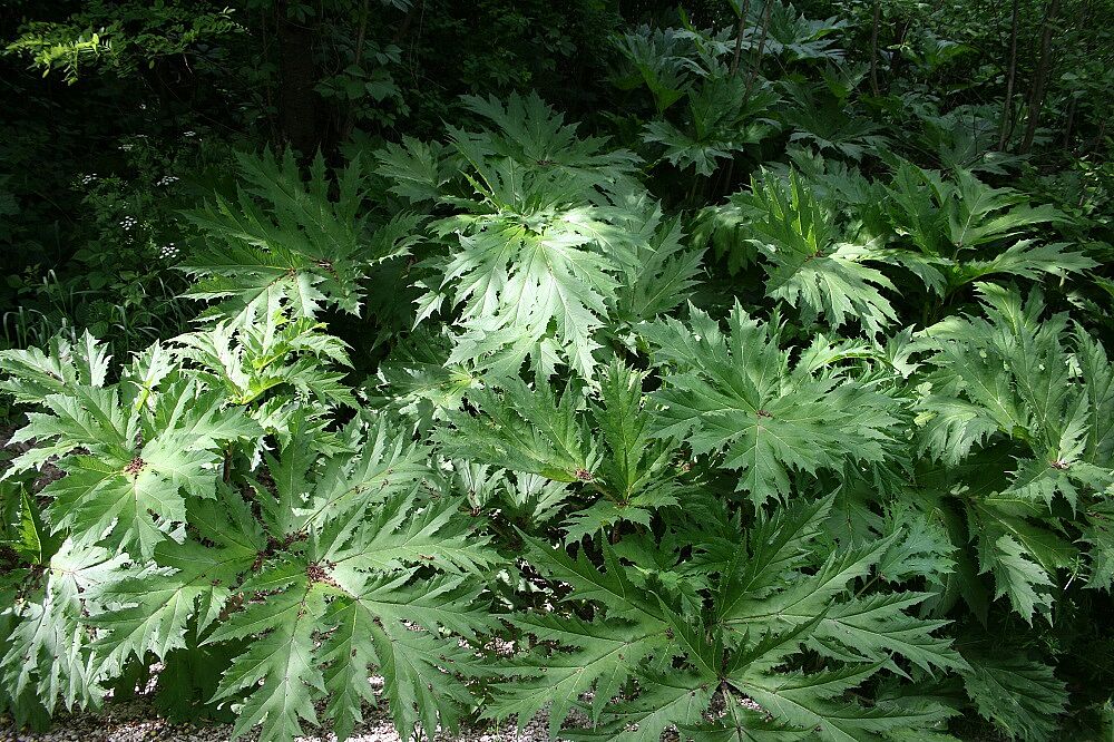 Heracleum mantegazzianum - Riesen-Bärenklau