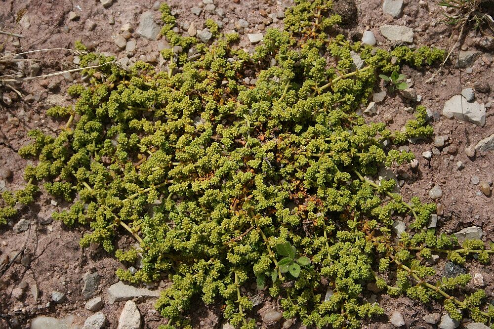 Kahles Bruchkraut (Herniaria glabra)