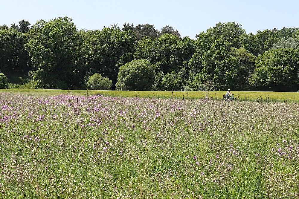 Hesperis matronalis - Nachtviole
