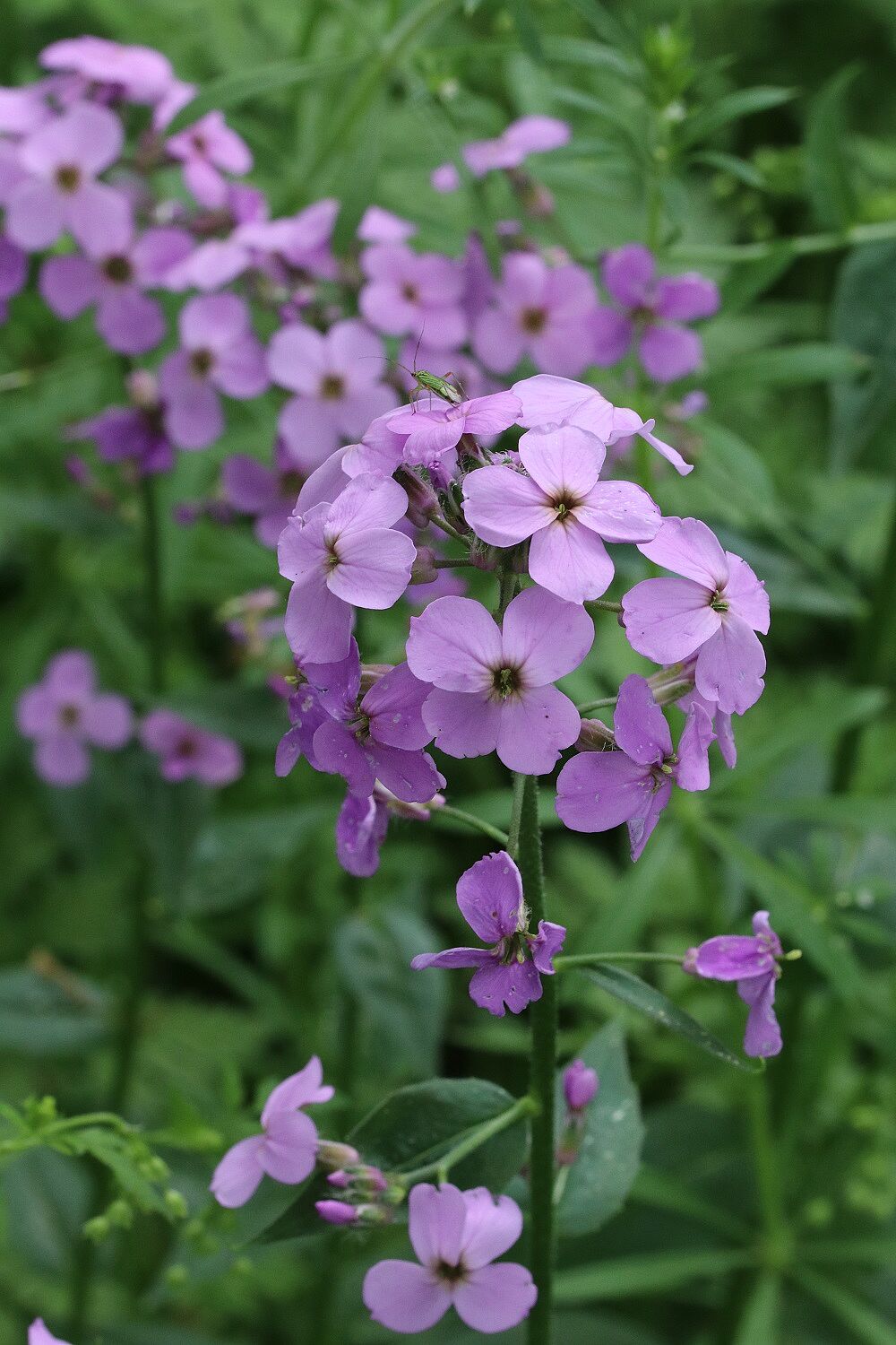 Nachtviole