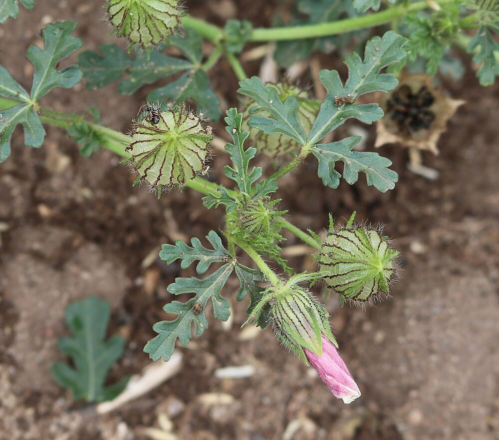 Stundenblume