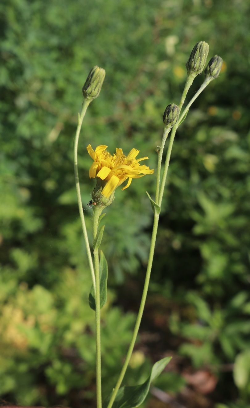 Glattes Habichtskraut