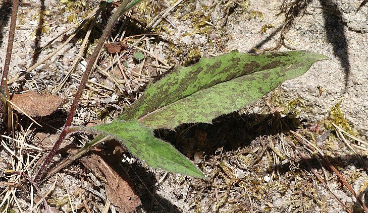 Geflecktes Habichtskraut