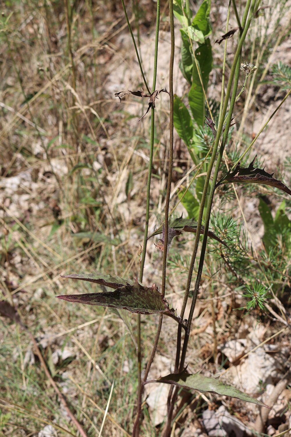 Geflecktes Habichtskraut
