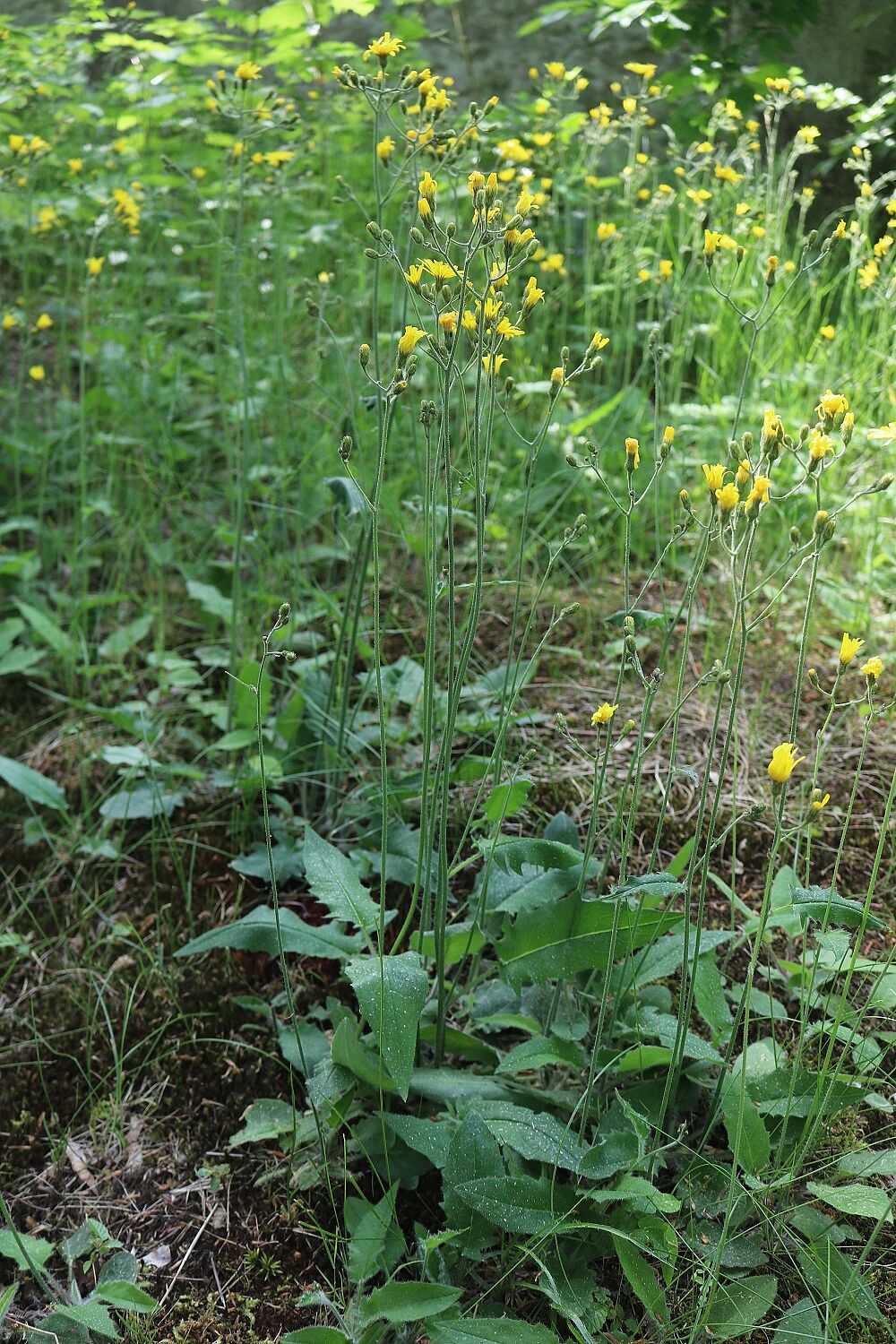 Wald-Habichtskraut