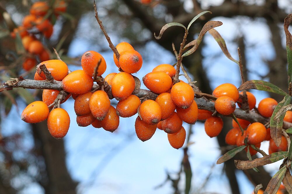 Hippophae rhamnoides - Sanddorn