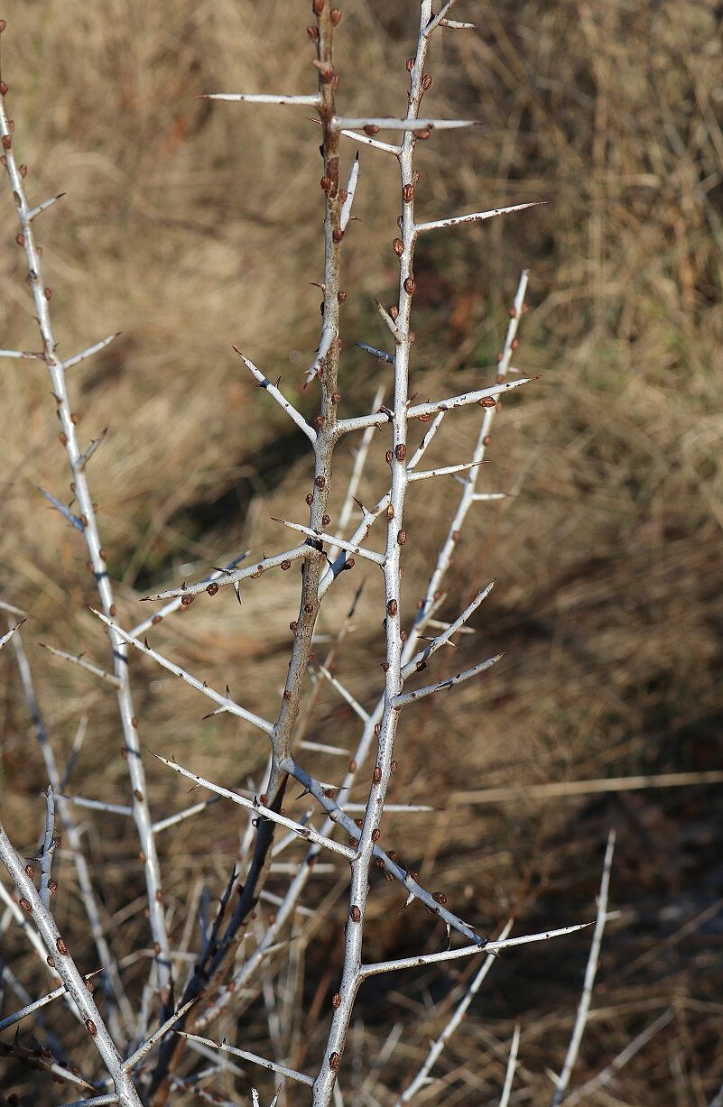 Hippophae rhamnoides - Sanddorn