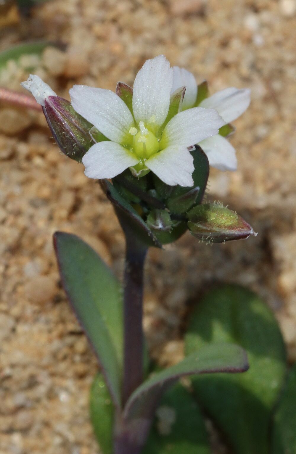 Doldenspurre (Holosteum umbellatum)