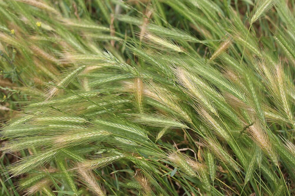 Mäuse-Gerste (Hordeum murinum)