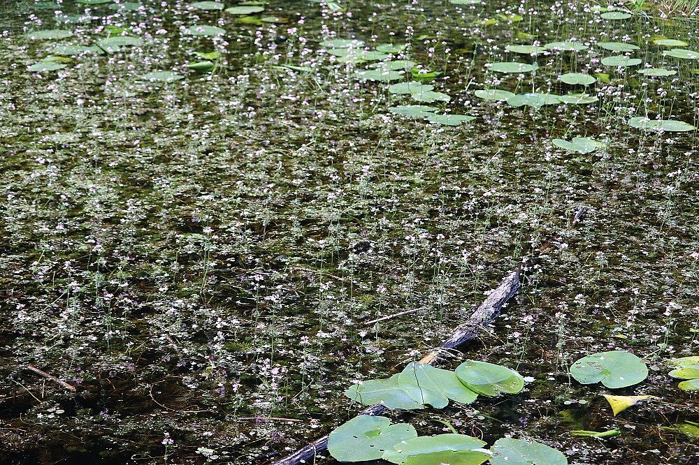 Wasserfeder
