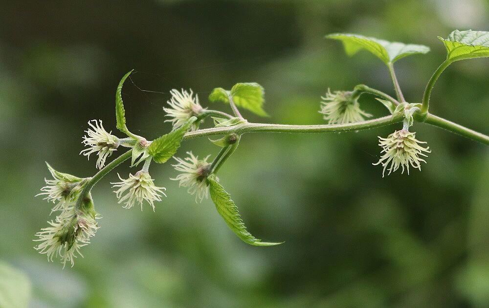 Echter Hopfen