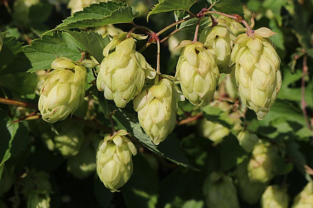 Echter Hopfen