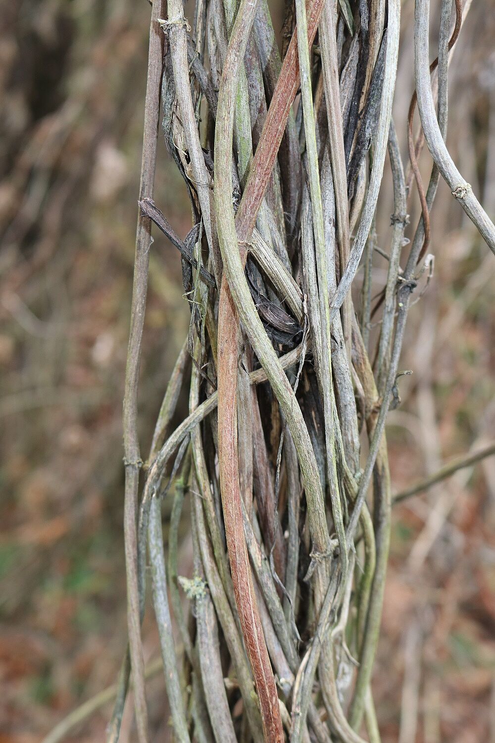 Echter Hopfen